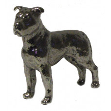 English Staffordshire Bull Terrier